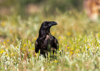 raven in wildflowers