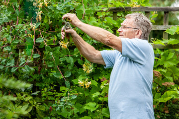 Retirement: Tending the Trees. A senior man using secateurs while working in his garden. From a series of related images with a retired couple.