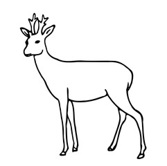 Deer buck illustration line art reindeer elk young fawn