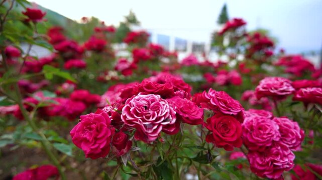 Red roses in the open theater of Pogradec, Albania.