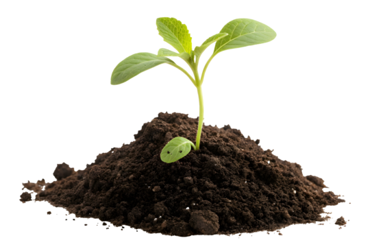 Young spout seedling growing out of soil, isolated on white or transparent background