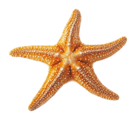 PNG Top view underwater photo of starfish background animal white.