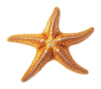 PNG Top view underwater photo of starfish background animal white.