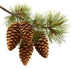 Close-up of pine branch with cones (4)