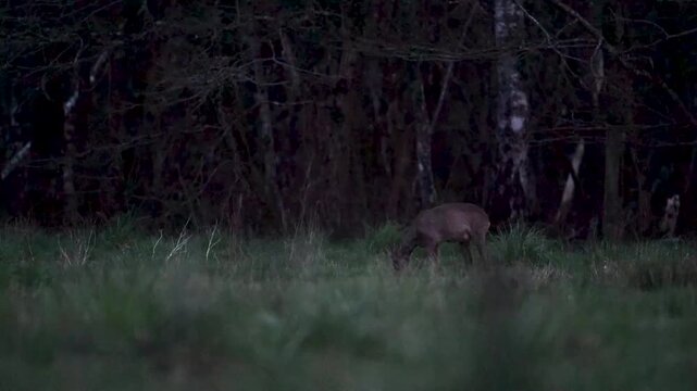 Roe Deer doe shaking, observing walking and eating grass in a clearing at the start of the night. Capreolus capreolus, Sologne, Loiret 45, r&eacute;gion Centre Val de Loire, France, Europe