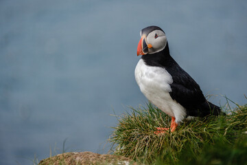 A vibrant Atlantic puffin stands elegantly on a grassy cliff edge overlooking the tranquil ocean. This shot captures the essence of Icelands unique wildlife in its natural habitat.