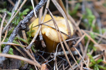 Wild forest mushrooms in natural habitat, growing among moss, pine needles, and twigs. Macro nature photography with earthy tones and textures