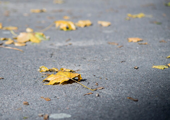 Fallen autumn leaves scattered on a gray pavement during a sunny day in a quiet urban park