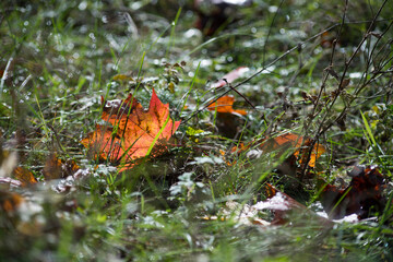 Colorful autumn leaves scattered among green grass in a peaceful natural setting during a sunny day
