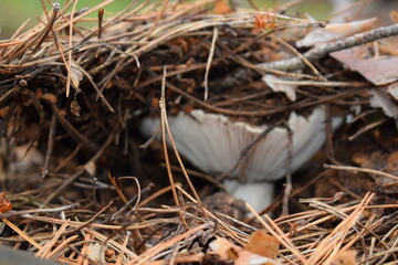 Wild forest mushrooms in natural habitat, growing among moss, pine needles, and twigs. Macro nature photography with earthy tones and textures