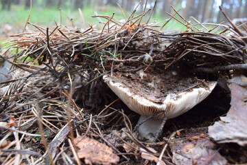 Fototapeta premium Wild forest mushrooms in natural habitat, growing among moss, pine needles, and twigs. Macro nature photography with earthy tones and textures