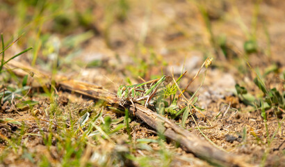 A green grasshopper sits in the grass on a bush. Great marsh grasshopper Stethophyma grossum, an endangered insect typical of wet meadows and marshes.