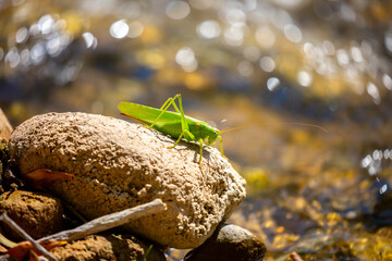 A green grasshopper sits on a stone. Great marsh grasshopper Stethophyma grossum, an endangered insect typical of wet meadows and marshes.