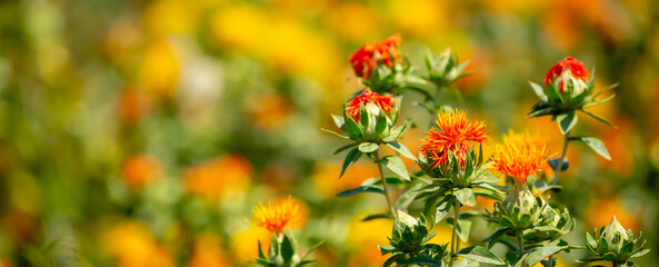 Blooming orange safflower close-up. Safflower fields against the backdrop of mountains. Industrial cultivation of safflower for oil production.
