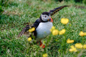 A charming puffin flaps its wings amidst a lush green field adorned with yellow flowers in Iceland. This colorful bird is a highlights of Icelands diverse wildlife, showing off its unique character.