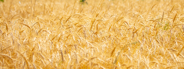 Wheat field on a sunny day. Grain farming, ears of wheat close-up. Agriculture, growing food products.