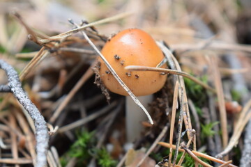 Wild forest mushrooms in natural habitat, growing among moss, pine needles, and twigs. Macro nature photography with earthy tones and textures