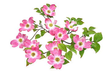 ハナミズキの花