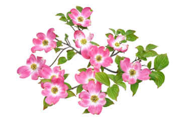 ハナミズキの花