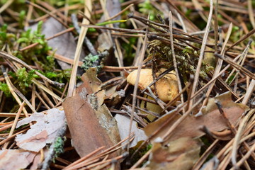 Wild forest mushrooms in natural habitat, growing among moss, pine needles, and twigs. Macro nature photography with earthy tones and textures