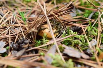 Wild forest mushrooms in natural habitat, growing among moss, pine needles, and twigs. Macro nature photography with earthy tones and textures