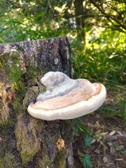 A white puffball mushroom ( Fomitopsis pinicola) on a cut, mossy tree trunk, with a forest faintly...