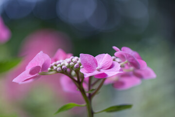 pink petals of a hydrangea, hydrangea in full bloom, beautiful pink flowers, light pink flowers, dark grey blue background, bokeh, light balls in the background, Hydrangeaceae
