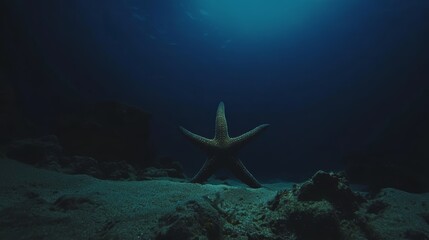 A starfish is standing on a sandy beach in the ocean