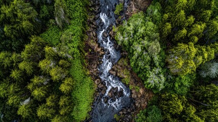 Fototapeta premium Aerial View Of A Forest Creek