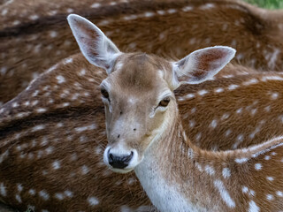 Deer calves at a species recovery center