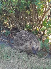 Igel