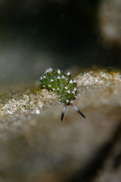 View of a vibrant green nudibranch with white-tipped cerata crawls along a sandy seabed, a tiny spectacle of marine life, Pemuteran, Bali, Indonesia.