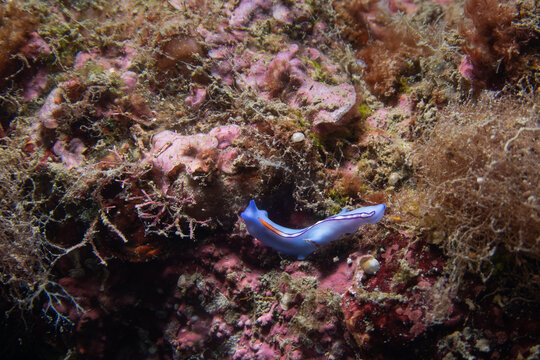 View of a vibrant blue flatworm edged with orange crawls across the textured, algae-covered seabed in Pemuteran, Bali, Indonesia, Pemuteran, Bali, Indonesia.