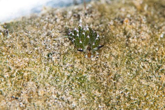 View of a tiny, vibrant green sea slug, its body adorned with spiky cerata, crawls across the textured, sandy seabed in Pemuteran, Bali, Indonesia.