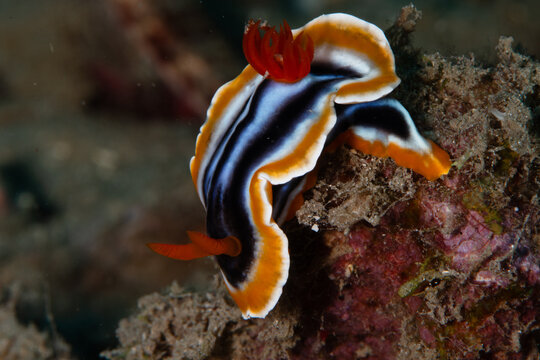 View of a vibrant nudibranch with striking black, white, and orange stripes gracefully crawls on a textured reef, Pemuteran, Bali, Indonesia.