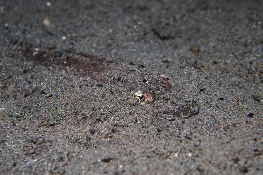 View of a lizardfish blending seamlessly with the textured sandy seabed, its eyes gleaming with a hint of gold, a master of camouflage in this underwater landscape, Pemuteran, Bali, Indonesia.