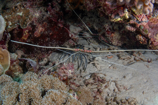 View of a spiny lobster amidst the coral reef, its long white antennae contrasting with the dark crevices of the underwater landscape, Pemuteran, Bali, Indonesia.