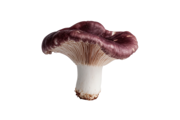 Striking single mushroom with a purple cap and white stem, isolated on transparent background