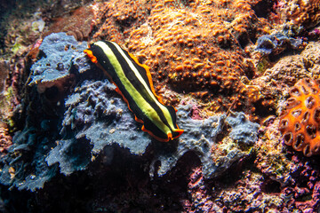 View of vibrant flatworm with bold yellow stripes and orange trim crawls across textured coral in the depths of the ocean, Pemuteran, Bali, Indonesia.