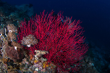 View of vibrant red coral fans and marine life clinging to the rocky seabed in the depths of the ocean, Pemuteran, Bali, Indonesia.