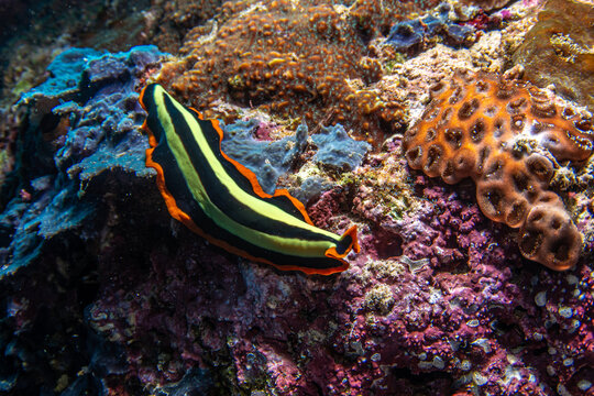 View of a vibrant Pseudoceros flatworm with striking black, yellow, and orange stripes resting on colorful coral reef, Pemuteran, Bali, Indonesia.