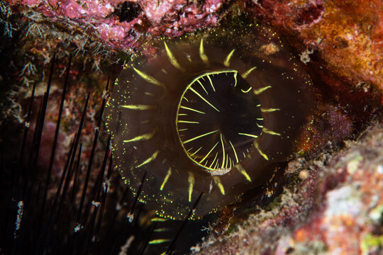 View of the translucent, tube-like sea creature with striking yellow rays against the dark backdrop, a captivating glimpse into ocean's depths, Pemuteran, Bali, Indonesia.