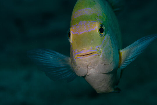 View of a yellow and blue fish with stripes and expressive eyes swims through the dark water, a serene underwater scene, Pemuteran, Bali, Indonesia. - Powered by Adobe
