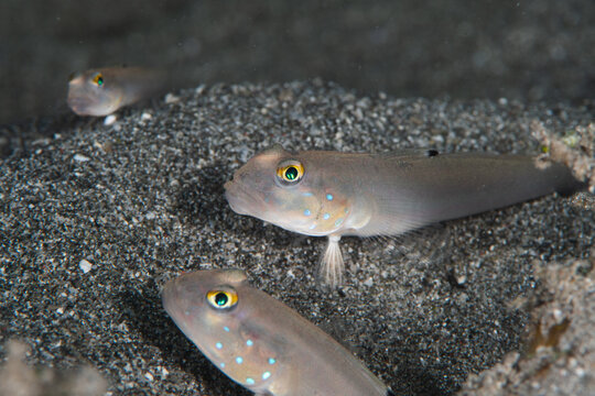 View of three vibrant goby fish with striking yellow eyes and blue spots, resting on dark sandy seabed in the depths of the ocean, Pemuteran, Bali, Indonesia.