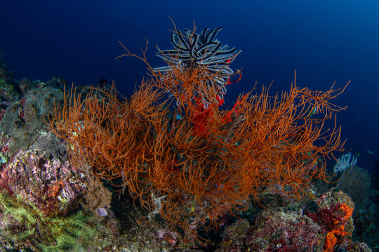 View of vibrant orange soft coral contrasting against the deep blue sea, adorned with a delicate crinoid, creating a mesmerizing underwater scene, Pemuteran, Bali, Indonesia.