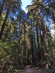 A hike path into the redwood trees in Henry Cowell Redwoods State park, north of Santa Cruz, CA.