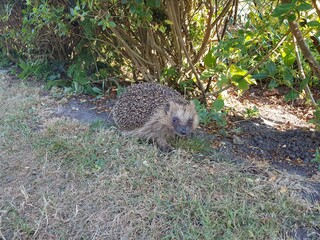 Igel