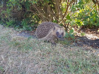 Igel
