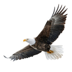 Obraz premium Majestic bald eagle in flight with wings spread wide isolated on transparent background