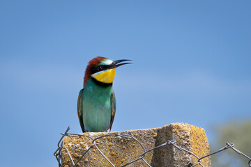 Bee eater perched on a wall